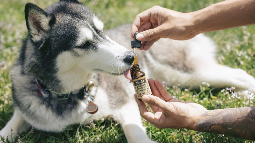 Common Questions about CBD Oil for Dogs