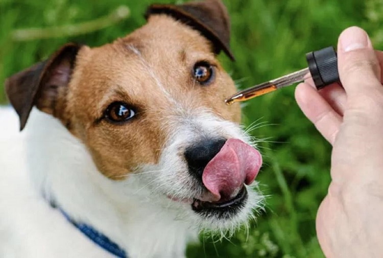 How Can Your Dog Benefit from CBD Oil