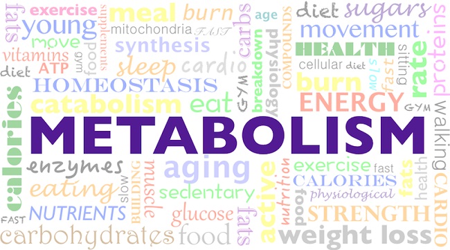 A Person's Metabolism Remains Constant Throughout Life.